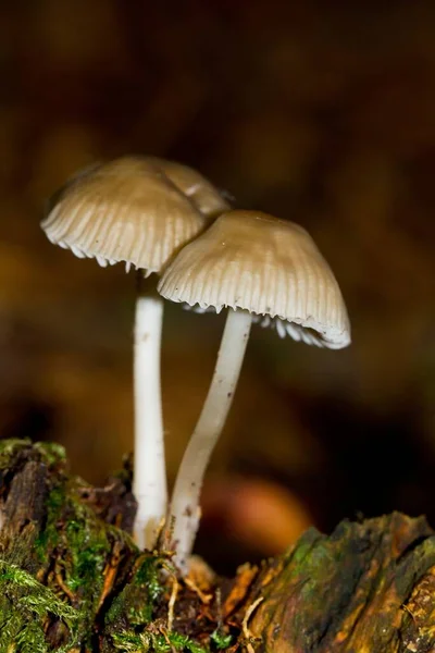 Eine Nahaufnahme Von Pilzen Die Wald Wachsen — Stockfoto