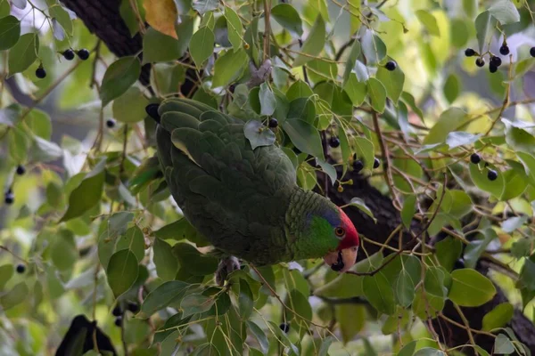 一只玫瑰环抱的鹦鹉在树上吃浆果的特写镜头 — 图库照片