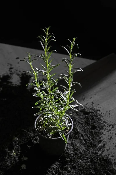 Eine Vertikale Aufnahme Einer Zimmerpflanze Die Dunkeln Von Erde Umgeben — Stockfoto