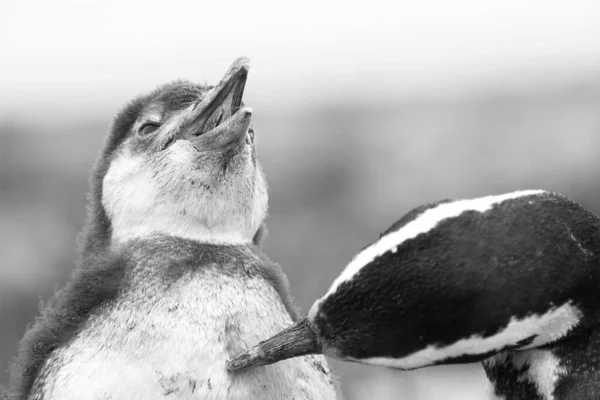 Close Escala Cinza Dois Pinguins Bonitos Brincando Uns Com Outros — Fotografia de Stock