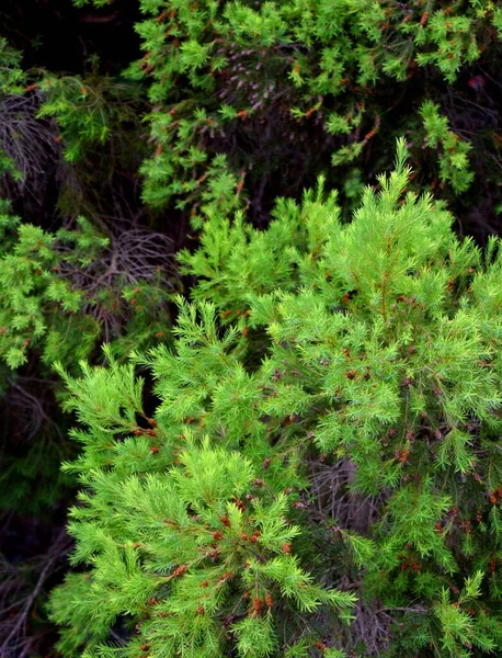 Függőleges Kép Fák Zöld Lombozatáról Erdőben — Stock Fotó