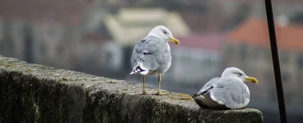 Selektiv Fokusbild Europeiska Sillmåsar Mossig Sten — Stockfoto