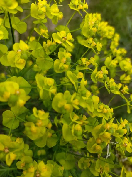 Eine Vertikale Nahaufnahme Von Zypressenmilchgewächsen Die Auf Einem Feld Blühen — Stockfoto