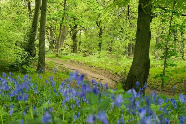 Nyt Træ Plantage Projekt England Bred Skudt - Stock-foto