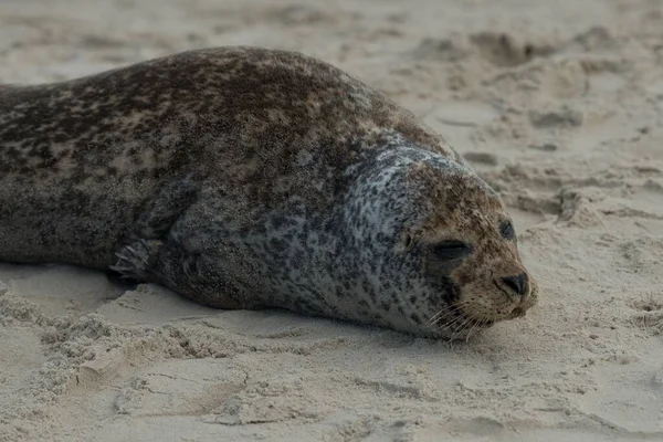 Gros Plan Phoque Mignon Sur Une Plage Lumière Jour Avec — Photo