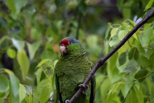 Gül Halkalı Papağan Bir Ağaç Dalında Otururken Yakın Plan Bir — Stok fotoğraf