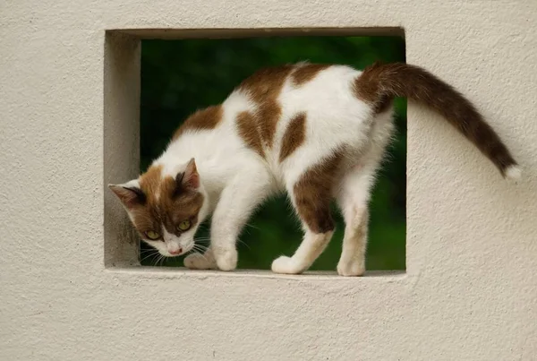 Μια Λευκή Γάτα Καφέ Κηλίδες Ένα Τετράγωνο Παράθυρο — Φωτογραφία Αρχείου