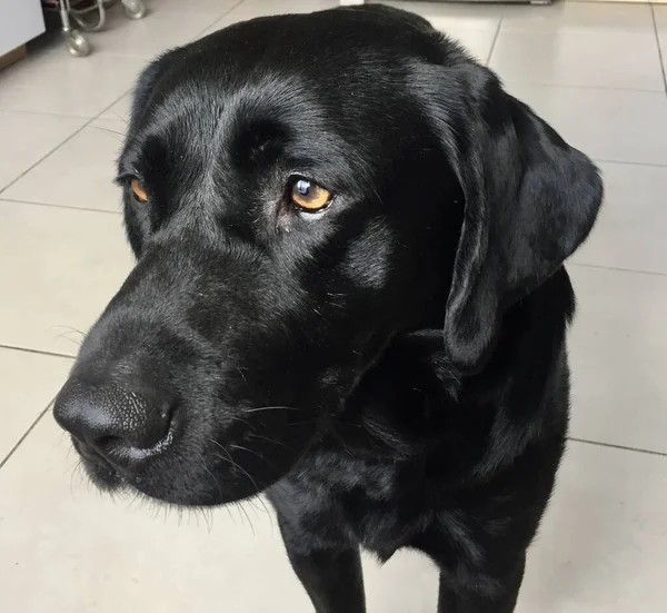 Tiro Close Cão Preto Bonito — Fotografia de Stock