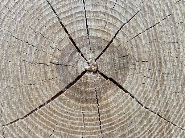 Gros Plan Tronc Arbre Fissuré — Photo