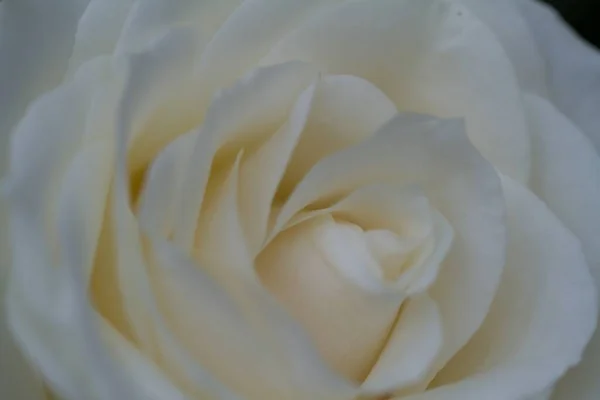 Крупним Планом Знімок Красивої Білої Троянди Під Сонячним Світлом — стокове фото