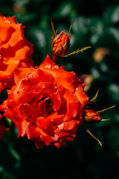 Une Mise Point Sélective Des Belles Roses Oranges Fleuries — Photo