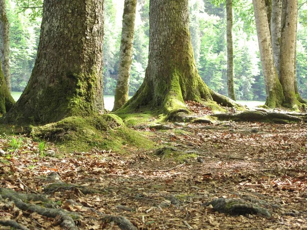 Una Hermosa Toma Las Raíces Musgosas Los Árboles Bosque — Foto de Stock