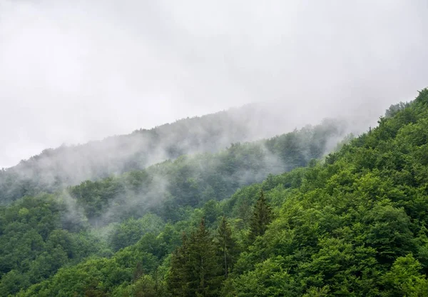 在薄雾中拍摄的覆盖着树木的山脉特写 — 图库照片