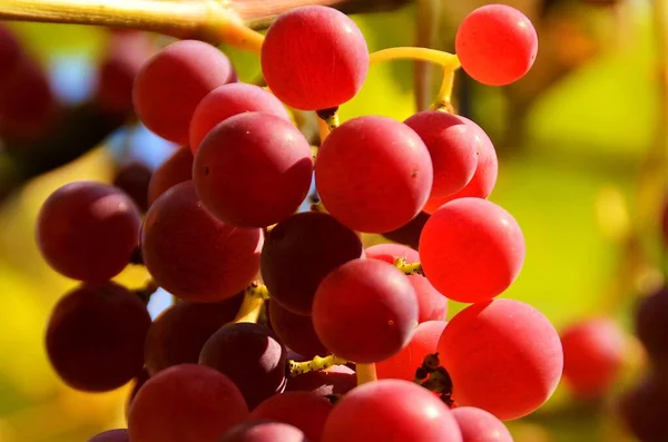 Trossen Druiven Die Aan Wijnstok Hangen — Stockfoto