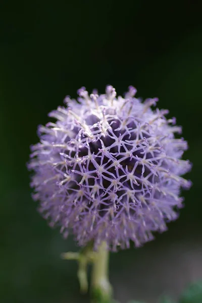 Een Verticaal Selectief Focus Shot Van Een Globe Distel Bloem — Stockfoto