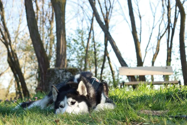 Plano Superficial Perro Husky Siberiano Tirado Hierba Parque Con Árboles — Foto de Stock