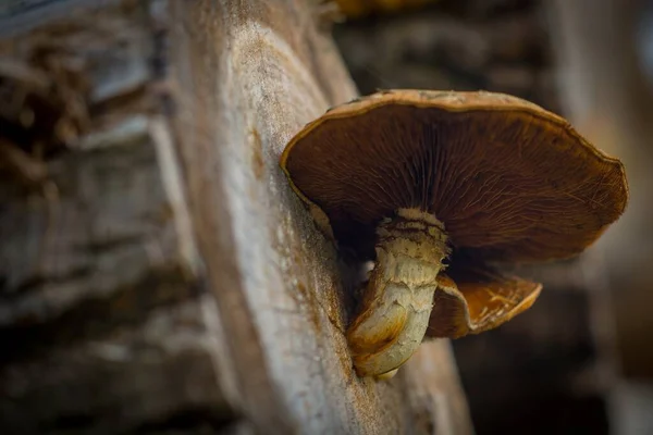 Tiro Ângulo Baixo Macro Cogumelos Que Cresce Diretamente Log — Fotografia de Stock