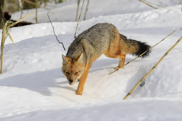 Renard Gris Sud Américain Marchant Dans Une Forêt Couverte Neige — Photo