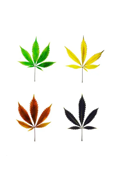 Uma Foto Aérea Folhas Coloridas Cannabis Isoladas Fundo Branco — Fotografia de Stock