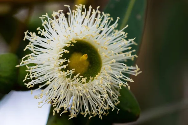 Macro Close Shot Eucalyptus Flower Bloom Bokeh Background Alien Tree — Stock Photo, Image