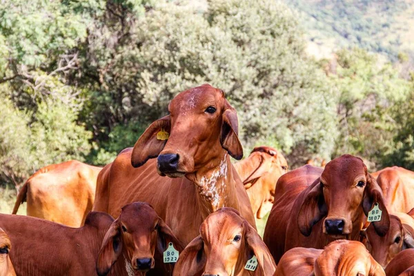 Closeup Shot Herd Brown Cows Field — Stock Photo, Image