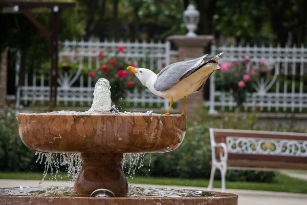 海鸥在公园的喷泉上饮水的软弱无力的焦点 — 图库照片