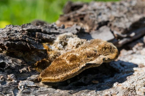 Bruine Korstmossen Schimmels Die Groeien Een Ruw Oppervlak Het Maltese — Stockfoto