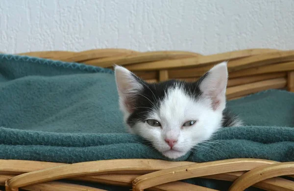 Крупним Планом Знімок Милий Маленький Чорно Білий Кошеня Кошику Зеленим — стокове фото