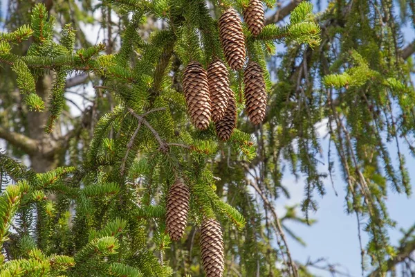 Tiro Baixo Ângulo Cones Pinho Pendurados Galho Árvore — Fotografia de Stock