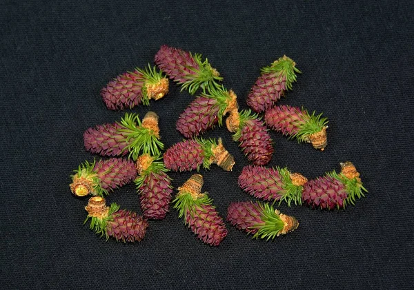 Uma Imagem Aérea Bando Rambutans Num Fundo Escuro — Fotografia de Stock