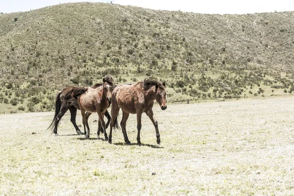 Μερικά Καφέ Άγρια Άλογα Πόδια Λιβάδια Της Cotopaxi Εθνικό Πάρκο — Φωτογραφία Αρχείου
