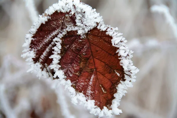 Primo Piano Foglie Secche Circondate Dalla Neve — Foto Stock