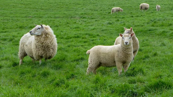 Gündüzleri Galler Yeşil Alanda Yürüyen Şirin Koyunlar — Stok fotoğraf
