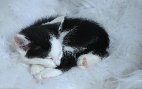 一只可爱的黑白小猫咪睡在白色毛皮上的特写镜头 — 图库照片