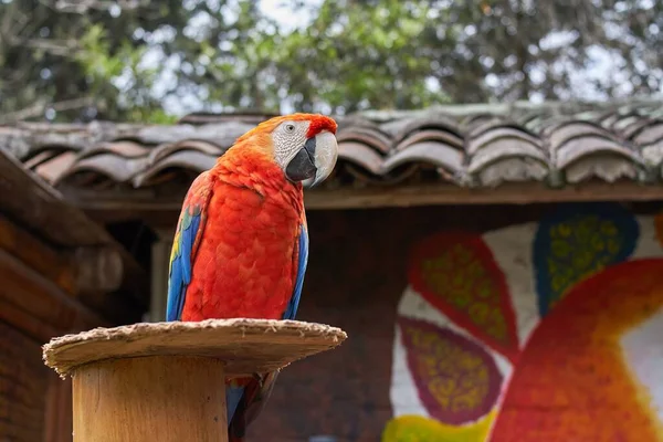 Una Vista Cerca Guacamayo Escarlata Colorido Sobre Fondo Borroso — Foto de Stock