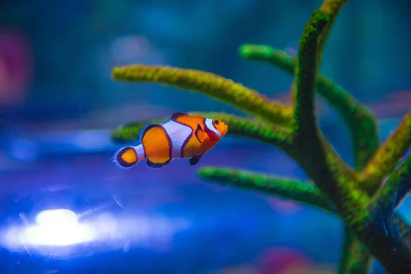 Selective Focus Sho Clownfish Coral — Stock Photo, Image