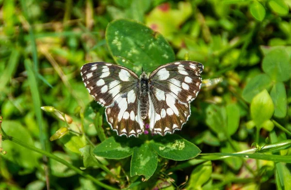 Nahaufnahme Eines Melanargia Galathea Schmetterlings Auf Einer Pflanze — Stockfoto
