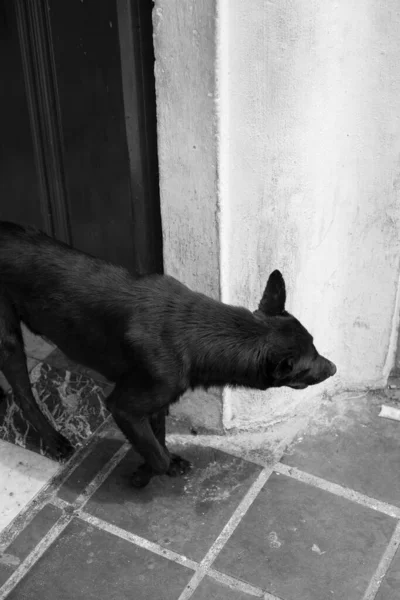 Eine Vertikale Graustufenaufnahme Eines Pelzigen Hundes Beim Verlassen Eines Hauses — Stockfoto