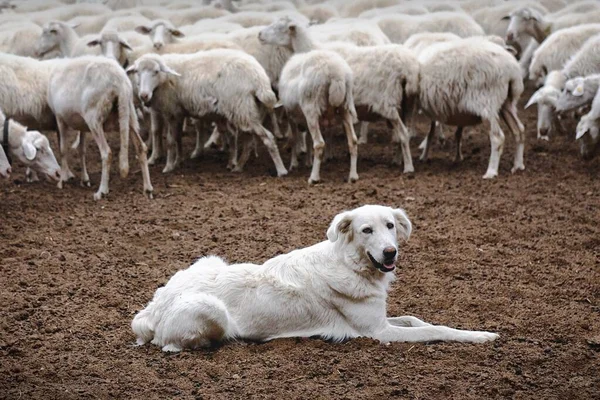 Bir Koyun Sürüsünün Yanında Yatan Beyaz Bir Çoban Köpeğinin Yumuşak — Stok fotoğraf