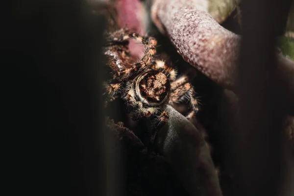 Vysoký Úhel Detailní Záběr Děsivé Tarantule Dlouhýma Chlupatýma Nohama Několika — Stock fotografie