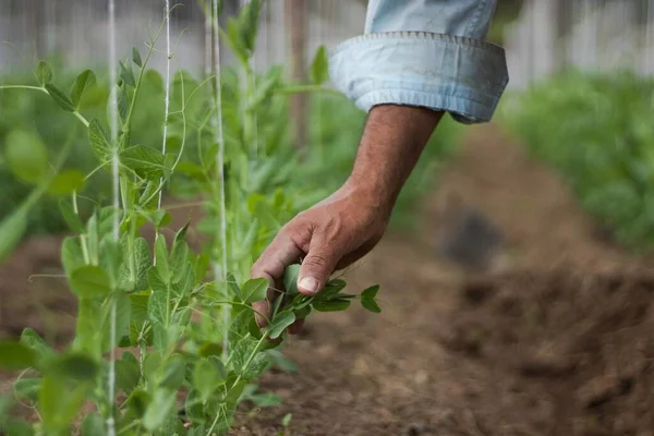 Plan Rapproché Agriculteur Travaillant Dans Serre Jour — Photo