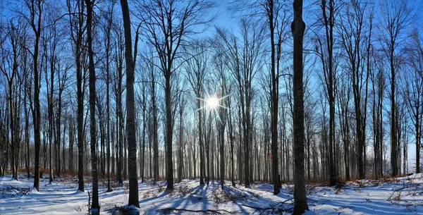 Die Sonne Scheint Winter Durch Die Bäume Des Waldes — Stockfoto