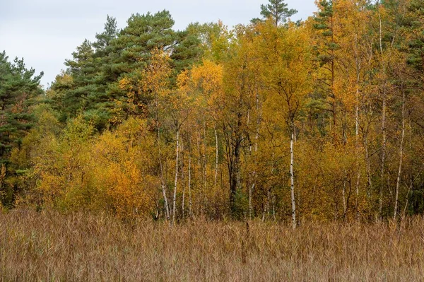 Piękne Ujęcie Jesiennych Drzew Lesie — Zdjęcie stockowe