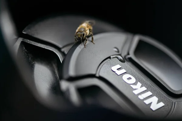 Bolzano Włochy Cze 2020 Pszczoła Obiektywie Fotograficznym Nikon 105 Letni — Zdjęcie stockowe