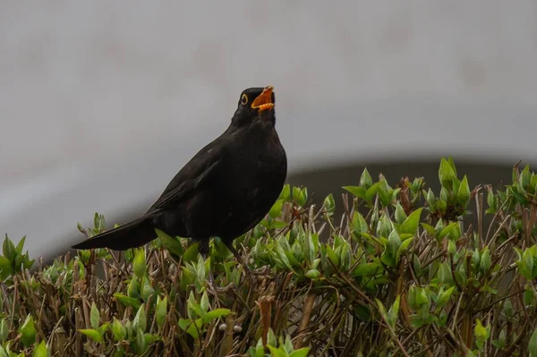 植物に黒い鳥のクローズアップショット — ストック写真