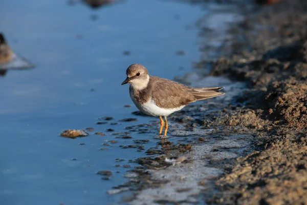 Pluvier Annelé Charadius Hiaticula Nourrissant Long Littoral Boueux Réserve Naturelle — Photo