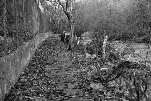 Grayscale Shot Narrow Walkway Covered Autumn Leaves — Stock Photo, Image