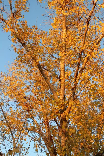 하늘을 배경으로 들판에서 아름다운 나무의 — 스톡 사진