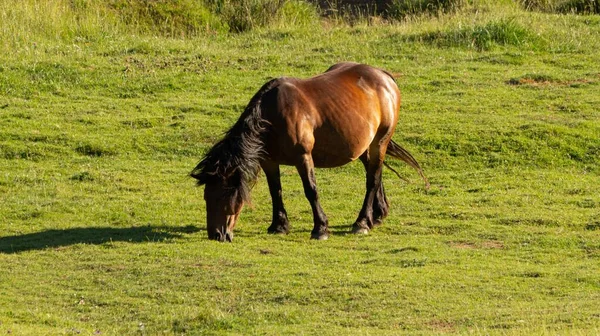 Pohled Hnědého Koně Zeleném Poli — Stock fotografie