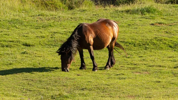 Una Vista Caballo Marrón Campo Verde —  Fotos de Stock